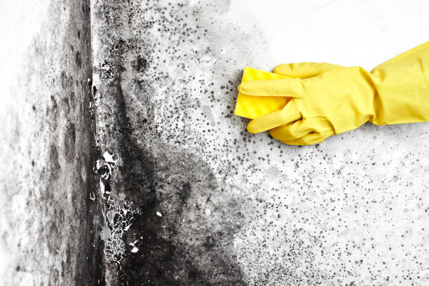 Best Residential Mold Remediation in Sudley, VA