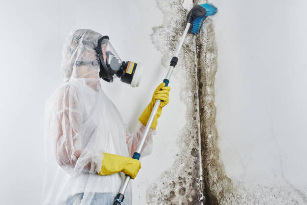 Professional Mold Remediation in Sudley, VA