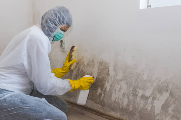 Best Emergency Mold Remediation in Sudley, VA