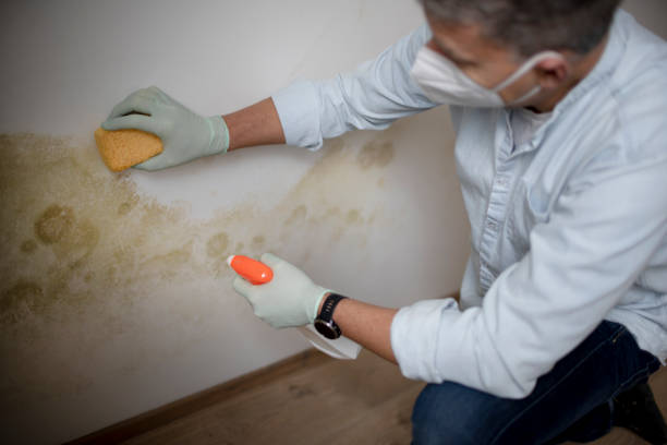 Best Insurance-Related Mold Remediation in Sudley, VA