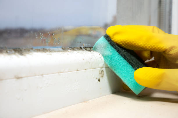 Best Industrial Mold Remediation in Sudley, VA
