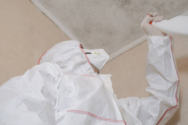 Best Commercial Mold Remediation in Sudley, VA