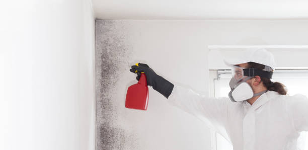 Best Mold Testing and Inspection Services in Sudley, VA
