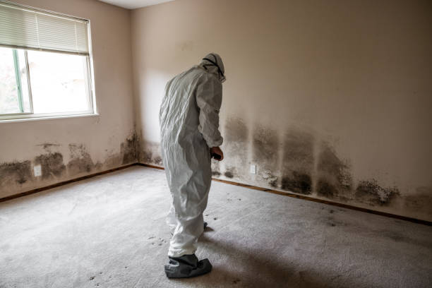 Best Basement Mold Remediation in Sudley, VA