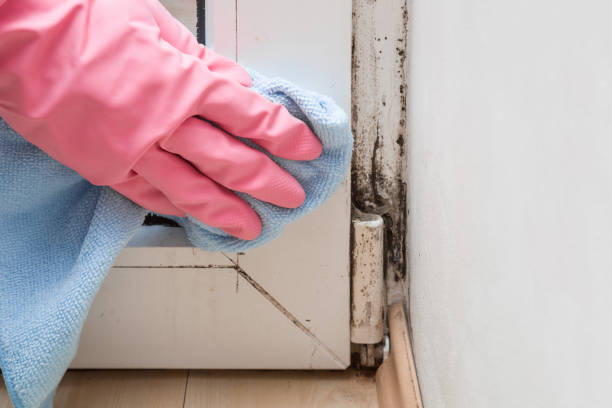 Best Localized Mold Remediation (e.g., coastal areas, humid climates) in Sudley, VA