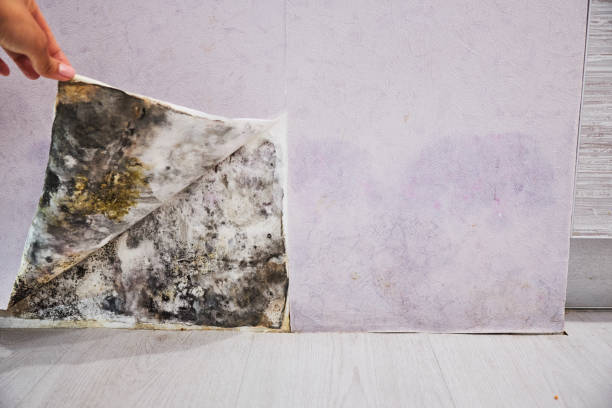 Best Preventive Mold Services in Sudley, VA